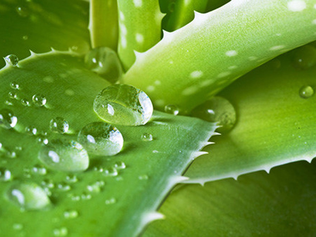 Dự thảo quy định liên quan các loài thực vật có chứa dẫn xuất hydroxyanthracene